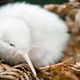 Illustration for article titled Why Albino Animals Aren't Always White (And Non-Albino Animals Are)